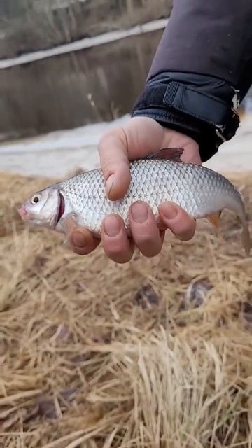 Рыбалка на льду #fishing #рыбалка #fish #estonia #vobler #garmin #эхолот смотреть онлайн