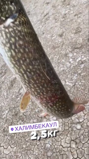 Щука 2,5 кг на спиннинг в сентябре смотреть онлайн