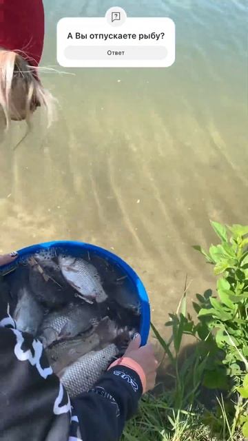 Поймал-отпусти!!!👍 #рыбалка #fishing #рыба #ZUB #DUNAEV #Нарыбал? смотреть онлайн