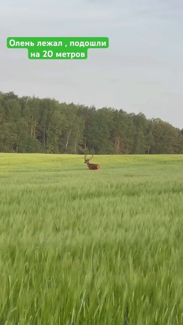 Лежал только рога торчали. Подошли а он спал походу , е? смотреть онлайн