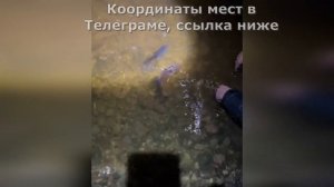 НОЧНОЙ КЛЁВ ЛЕЩА НА ВОЛХОВЕ  РЫБАЛКА  В ЛЕНИНГРАДСКОЙ ?