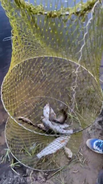 23 июня 2022, Сургут, Бардыковка протока. смотреть онлайн