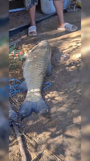 Река Или #амур #сазан #рыбалка смотреть онлайн