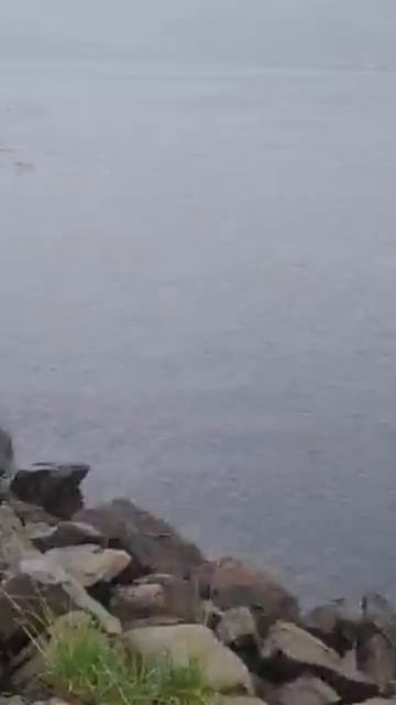 Вот так и ловят горбушу на удочку. Большая рыбалка(кра? смотреть онлайн