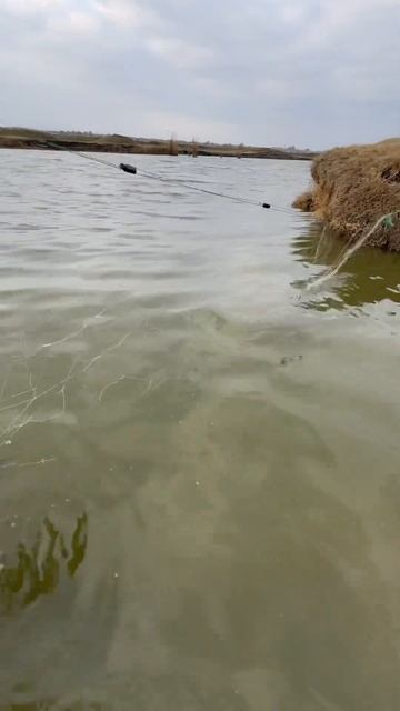 Карп на китайские сети!!! Балык carp сазан рыболовная р?