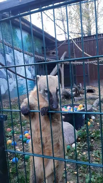 Осенний ❤ Зоопарк Лимпопо....Такие Милашки там.....2023 г.. смотреть онлайн