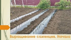 Посадка черенков в грунт. Как выращиваю саженцы. Часть 1. Май 2025
