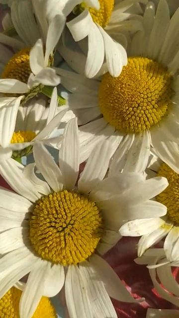 Нивяник – белоснежная садовая ромашка смотреть онлайн