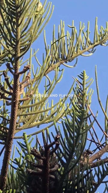 Лекарственные растения. Шишки араукарии смотреть онлайн