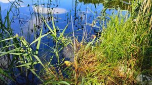 нижегородская область село Чистое озеро Черное 14 07 24