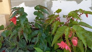 Бегония Фанки Пинк и Фанки Скарлет(Begonia Funky Pink and Funky Scarle