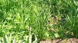 На лимане шторм.Невеста.  Закупка кормов.