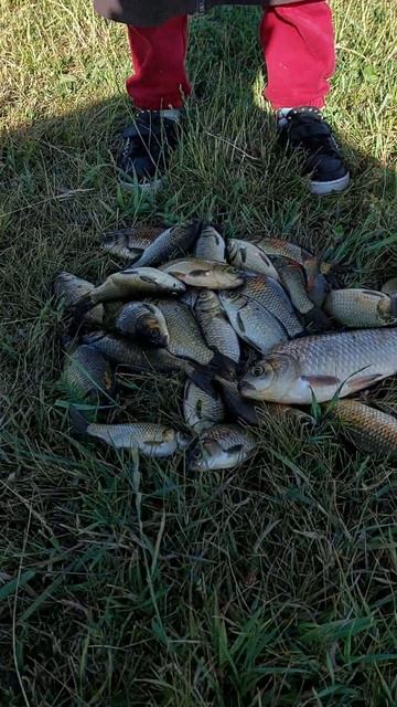 МАЛЕНЬКИЙ РЫБАЧЕК 😊 🐟 #vlogkanal #рыбалка #влогканал #сел смотреть онлайн