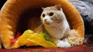 Кто, кто в теремочке живёт, кто, кто в невысоком живет