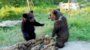Кто первый залезет под КРЫШУ! Альпинисты, гимнасты, борцы - все это про медвежат Топу и Кнопу!