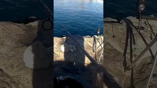 Кефаль - красавица. Кефаль на фидер с берега. fishing рыба