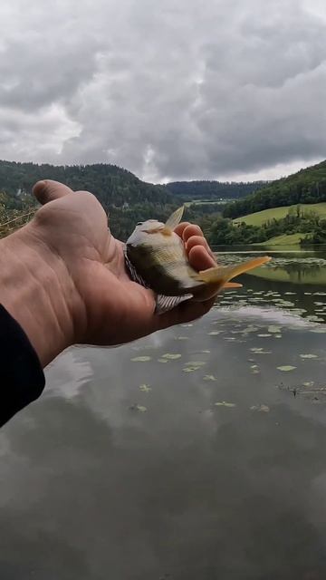 Рыбалка на окуня в горах! #спиннинг #fishing #рыбалка смотреть онлайн