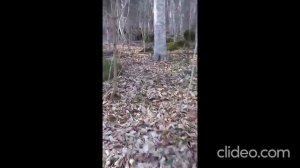 страшные истории. нечисть черти
