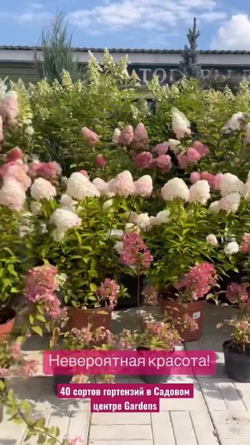 40 сортов гортензий! смотреть онлайн