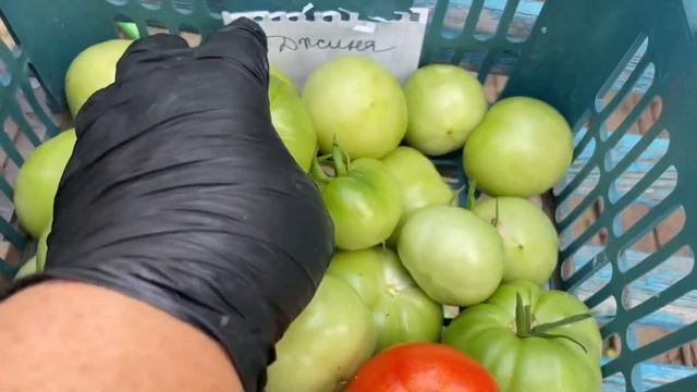 Неприхотливые сорта томатов для открытого грунта.