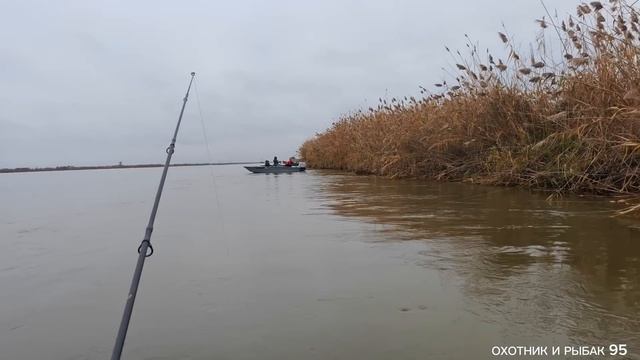 Трофейные Сазаны в Астрахани Сом Сазан Судак смотреть онлайн