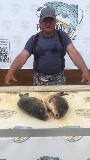 Шикарная навеска карпа! Платная рыбалка в Подмосковье смотреть онлайн