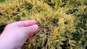 САМЫЙ КРАСИВЫЙ ЖЁЛТЫЙ МОЖЖЕВЕЛЬНИК. 13.11.2024г.