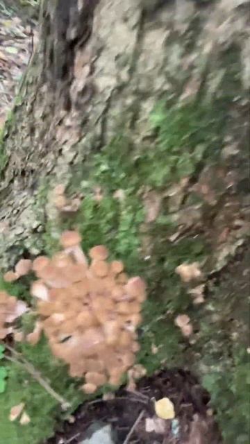 Лесная сказка. Опята осень. #опята #грибы #грибыопята смотреть онлайн