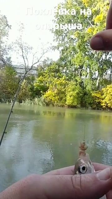 Поклевка на фидер на опарыш а на быстрой речке #fishing #фи смотреть онлайн