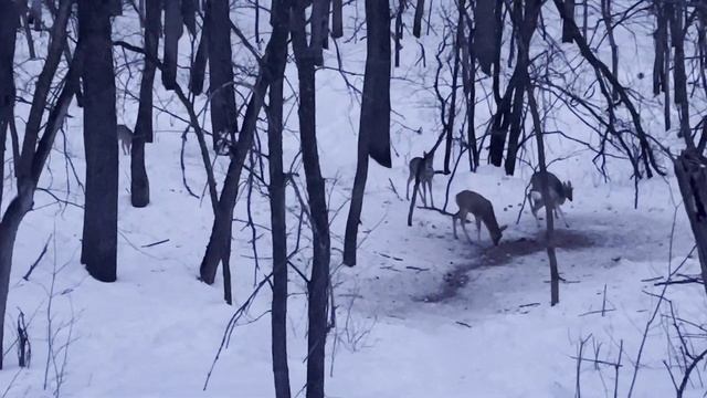 Закрытие зимнего сезона | Охота на кабана с тепловизором