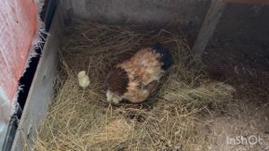 Убрали уток немного//квочка вылупила цыплят///рассадила хосты