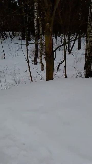 Ищу Санаторий | Часть-4 | Лесок смотреть онлайн