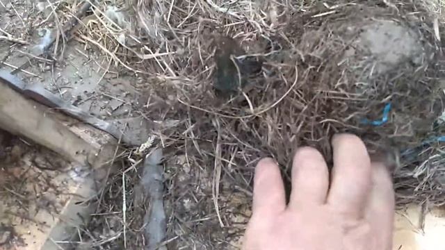 Уход за скворечником и что в скворечнике бывает внутри.