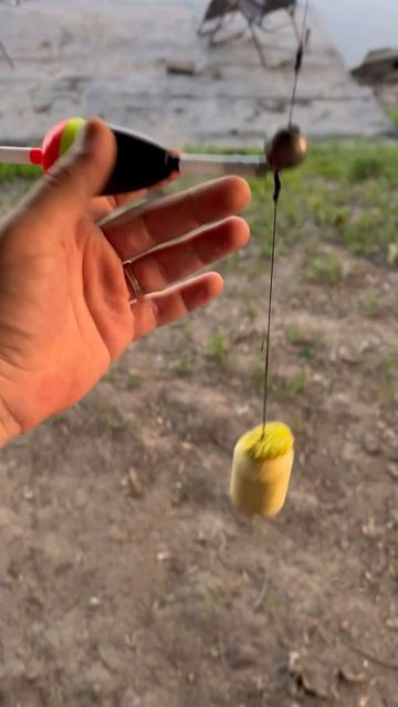 Поплавочная снасть для ловли толстолобика смотреть онлайн