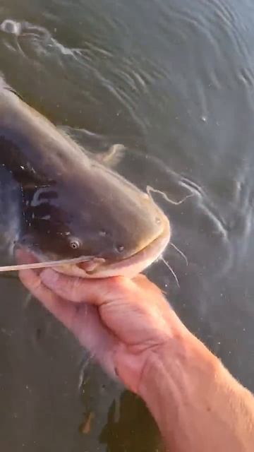 Хорошо пошёл🔥 https://t.me/domiknavolge777 #fishing #карась #отдых #рыб смотреть онлайн