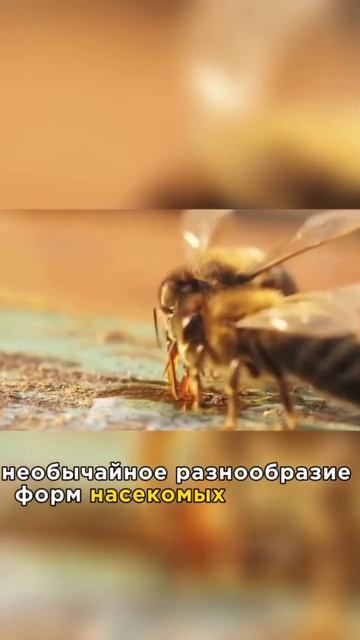 эволюция не дает ни какого знания@JuStanTV смотреть онлайн
