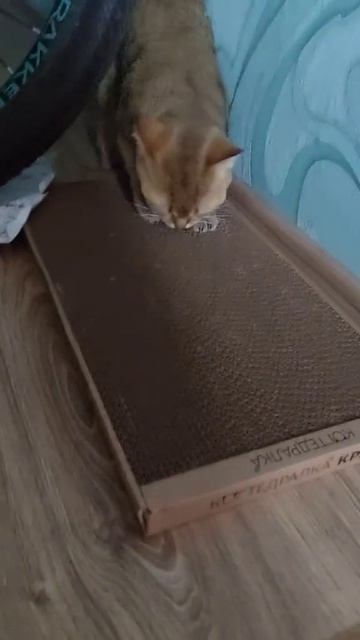 Часто подходит и точит когти🐈 смотреть онлайн