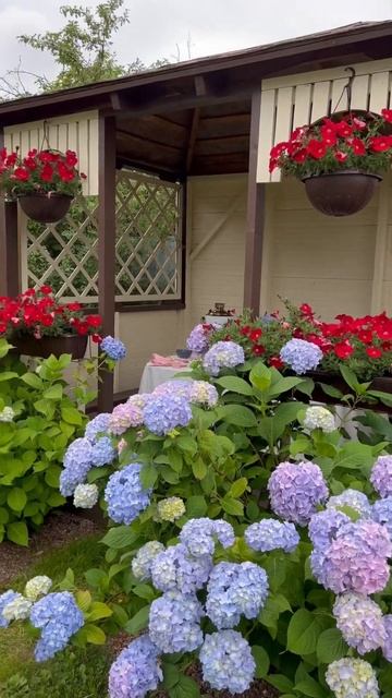 Крупнолистная гортензия #гортензия #гортензиякрупнол смотреть онлайн