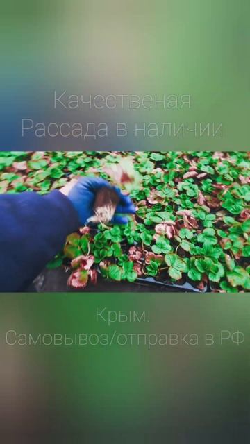 #рассада #клубника #рассадаклубники #крым #рассадник #с смотреть онлайн
