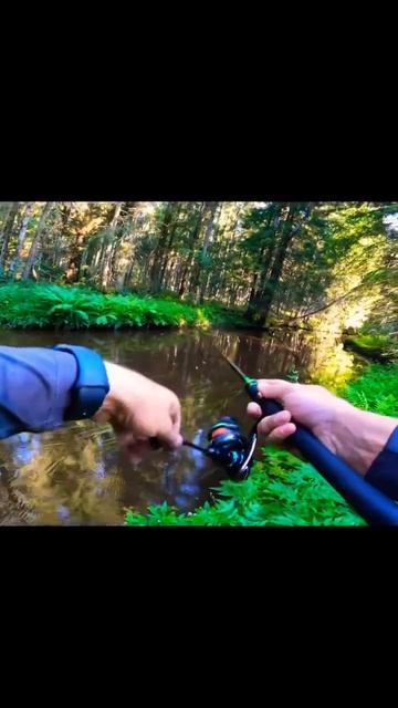 ФОРЕЛЬ в лесном ручье. Беречь глаза‼️#рыбалка #форель смотреть онлайн