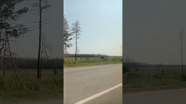 это просто ужас... весь хвойный лес сгорел.... запах гари смотреть онлайн