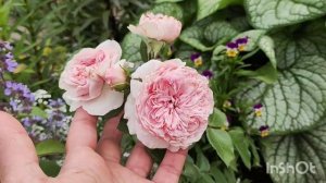 Спасаю кота. Роза Мария Терезия? Убрала розы,пересадка