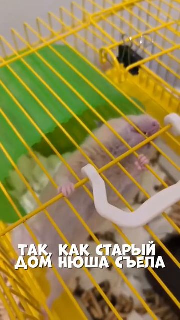 Так и есть) #сирийскийхомяк #мем #милота #нюша #юмор #жив