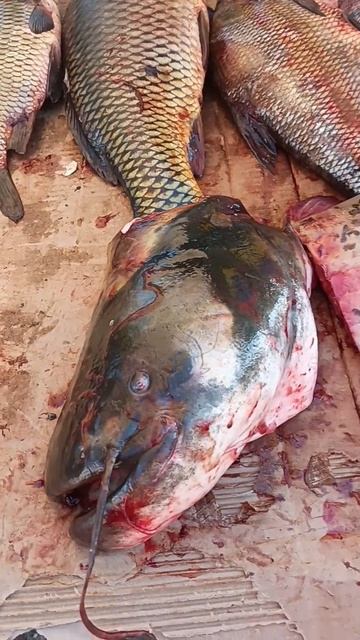 14.09.23.Далеки мы ,камчадалы от такой Рыбки #рыба #рыбалка смотреть онлайн