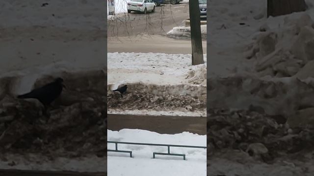 7 марта,обычный день,но есть информация,которую необхо смотреть онлайн