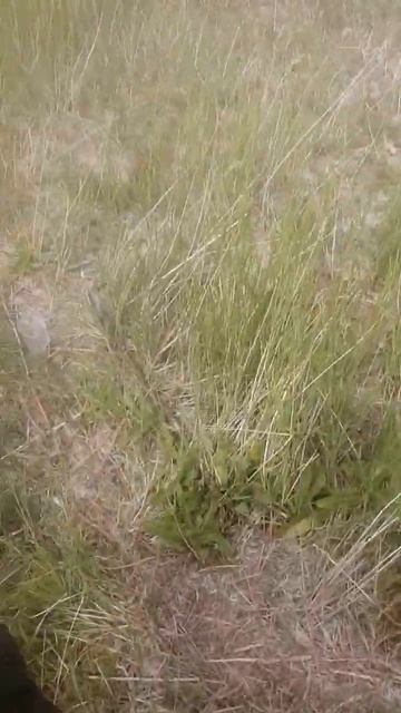 Оэеро Кривое. Алтайский край смотреть онлайн