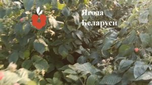 Купить саженцы малины в питомнике. Саженцы ремонтантной малины и летней малины - Ягода Беларуси