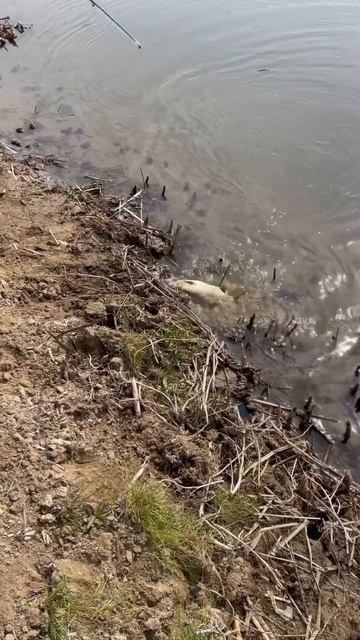 Посвящается моей маме #рыбалка #fishing #рыба #весна #астра смотреть онлайн