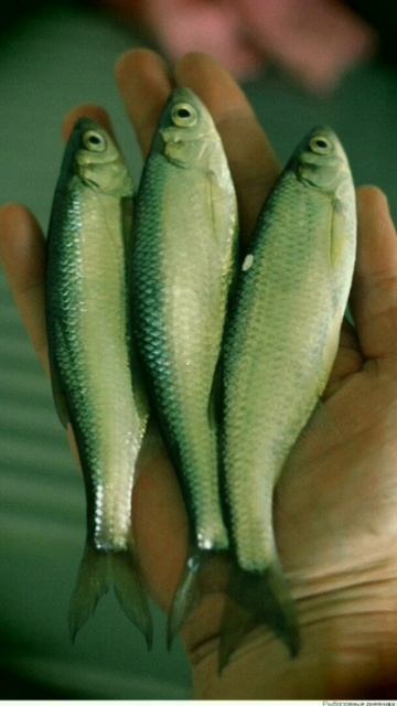 §§§ #рыбалка | как сделать прикорм на уклейку | §§§ смотреть онлайн