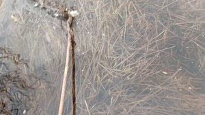 Первый гусь 🦆 ,весна 2025.mp4